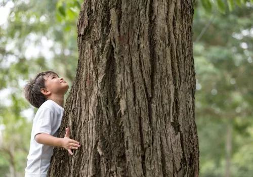 Boy hugging tree